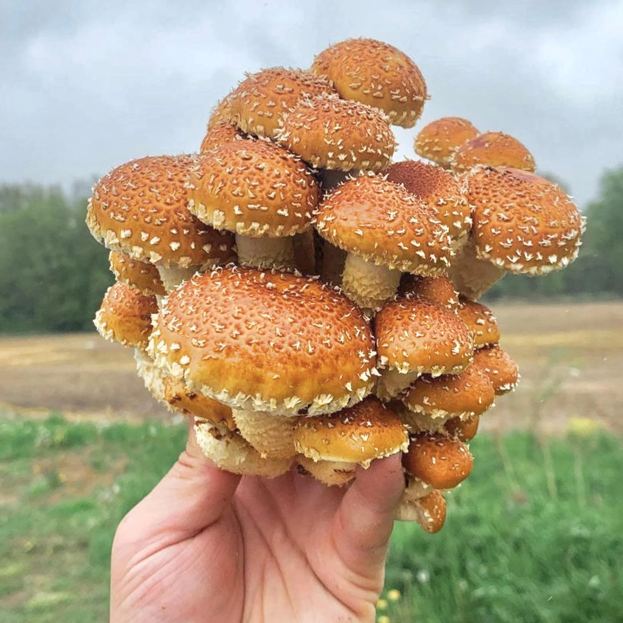 Cogumelo da Castanha fresco cultivado pela Spora em Braga